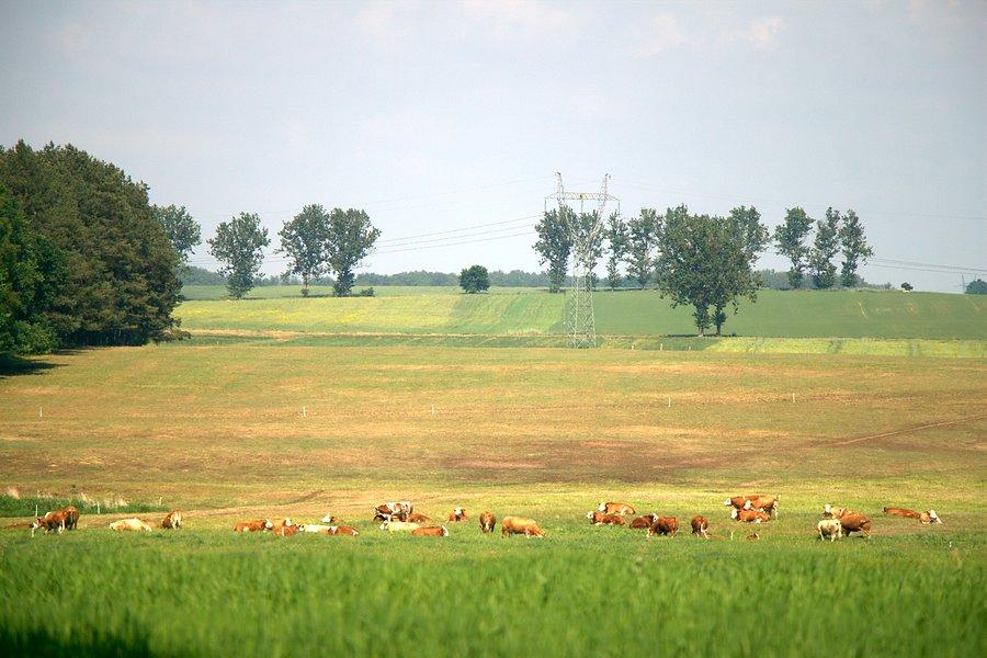 Stado bydła przed Smogolicami już wcześniej spotykałem :)