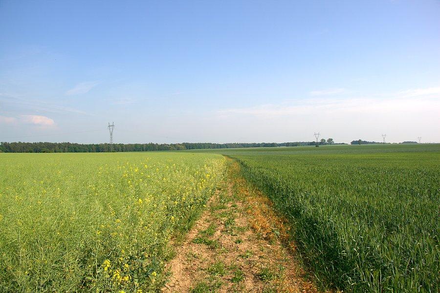 A jak śladów na polu nie było to dość wyboistą miedzą :)