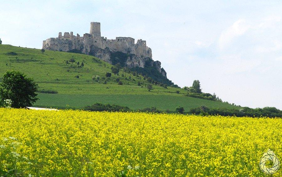 Spisski hrad nad rzepakami