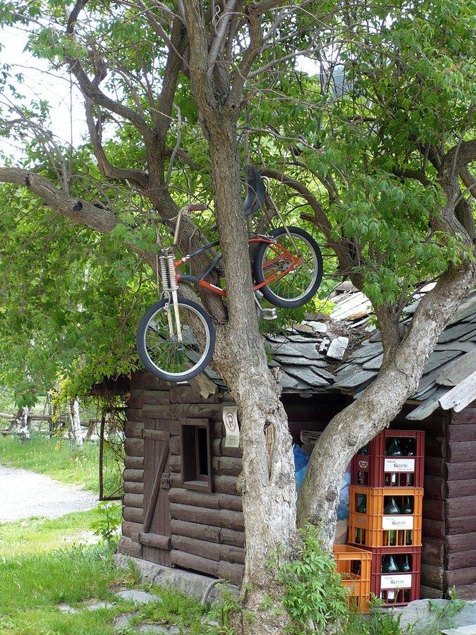 Rowery rosną na drzewach