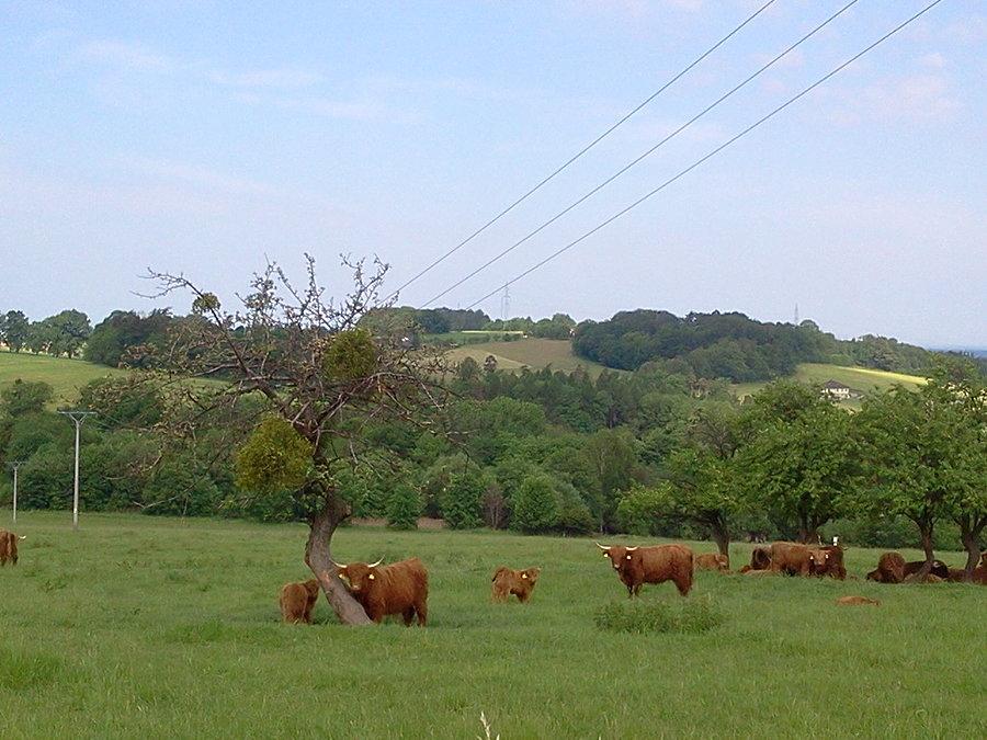 Krówki