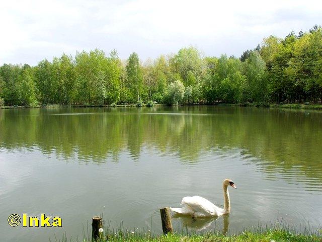 Staw "Rybaczówka" w Rudzie Śląskiej