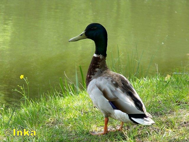 Kaczor z "Rybaczówki" nad stawem
