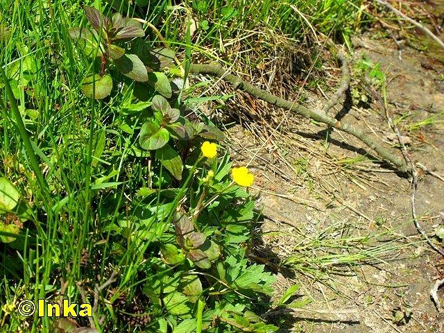 Kwiatek, z nad stawu "Rybaczówka"