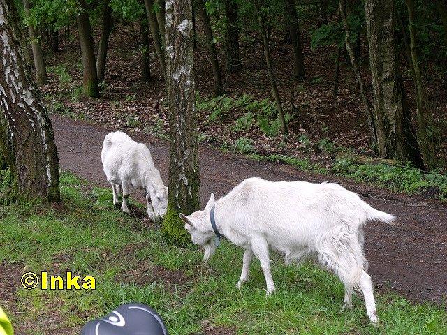 Zwierzaki nad znanym stawem "Rybaczówka"