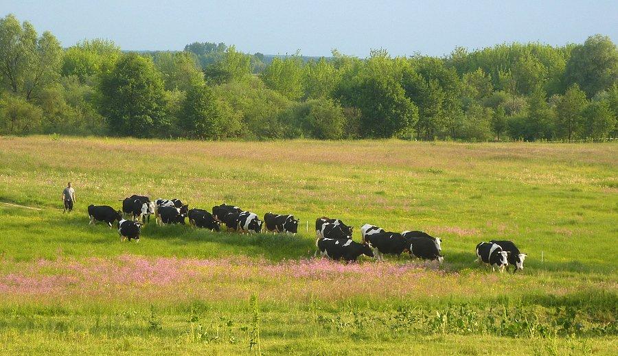 Wieczorne pędzenie krów... nadbużańskie klimaty