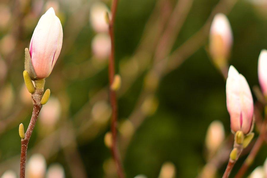 Kwitnące magnolie na Placu Litewskim w Lublinie