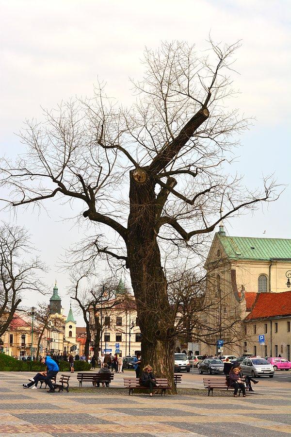 "Baobab" na Placu Litewskim w Lublinie