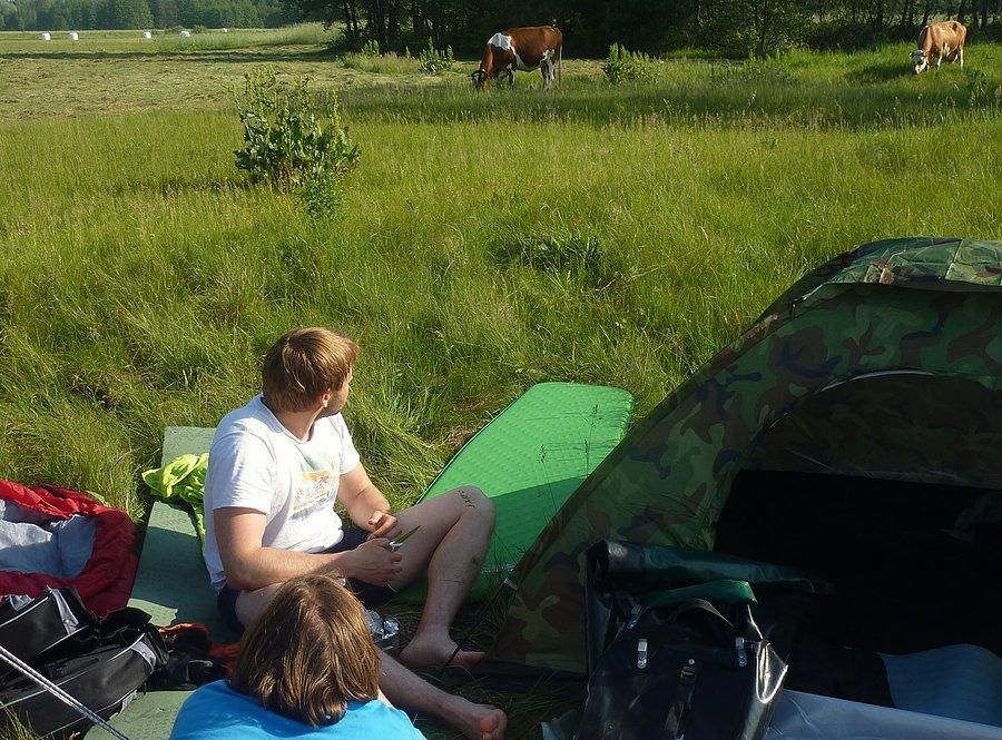 Rano Pani przyprowadziła nam krowy do towarzystwa