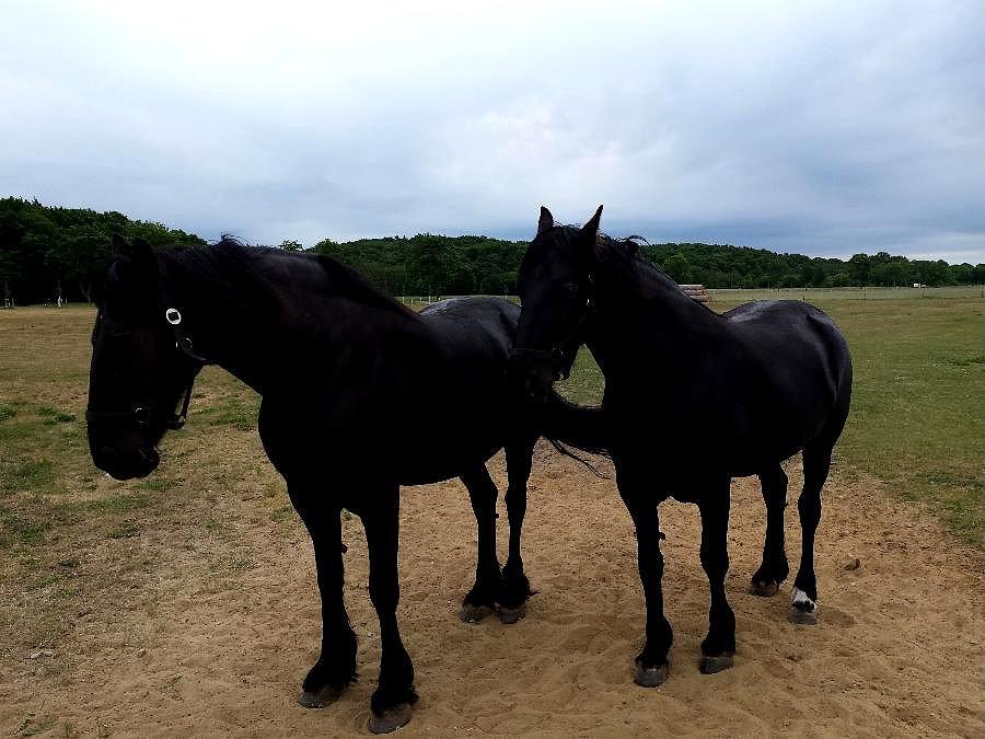 Koniki w Korswand