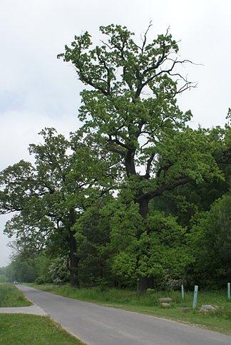 Dęby koło Taraski