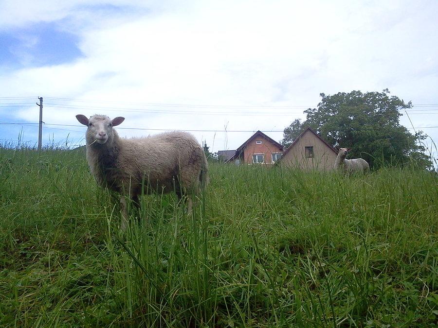 Owieczka w Oldrzychowicach