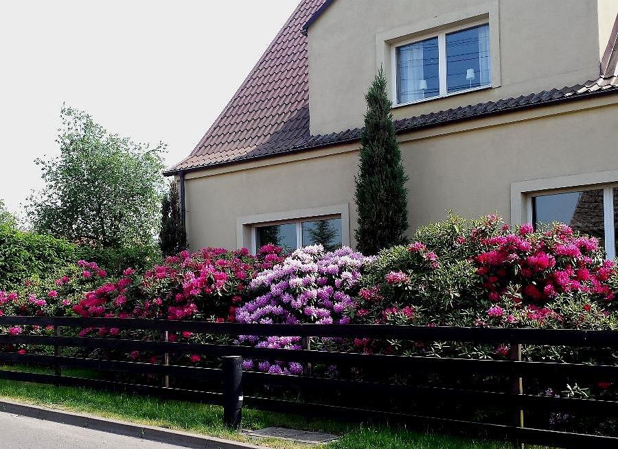 Rododendrony (różaneczniki) w Motańcu