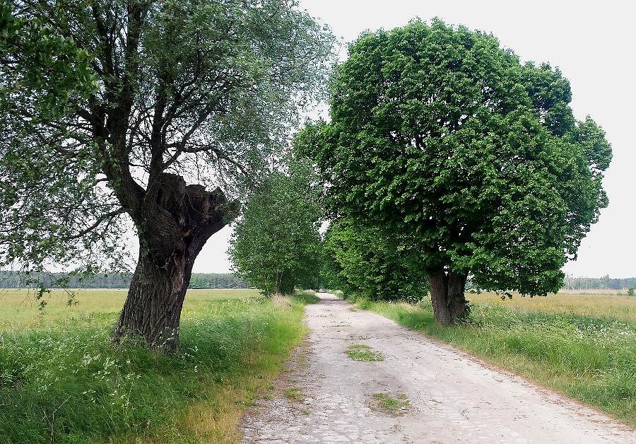 Droga z Wielichówka do Sowna