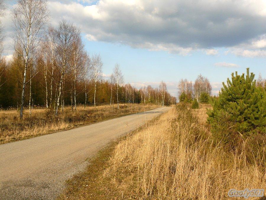 Skrzyżowanie leśnych dróg