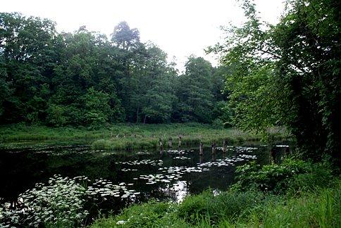 Spalski staw - widok z deptaka