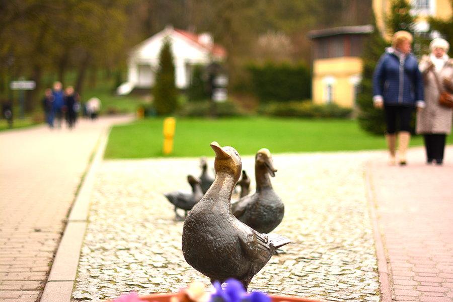 Nałęczowskie kaczki