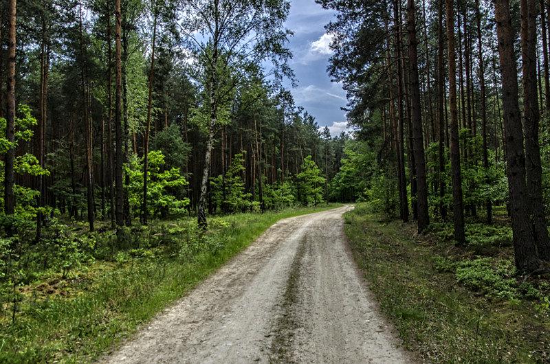 Leśnie ścieżki