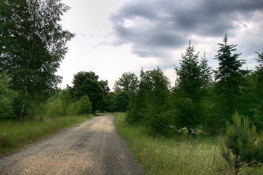 Leśnymi drogami