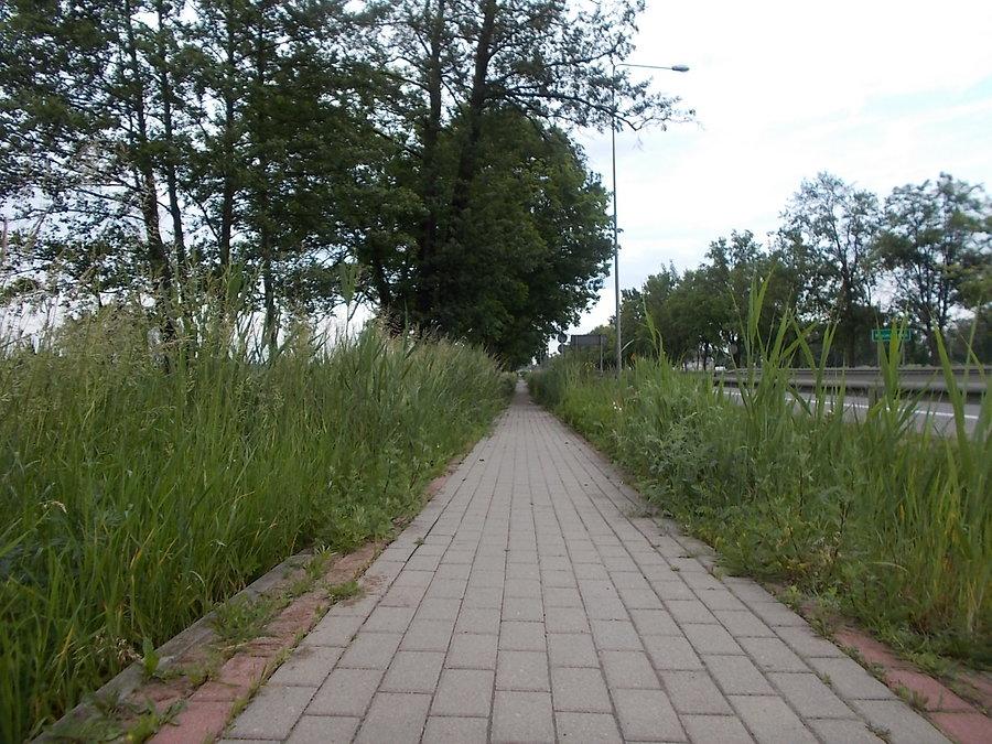 Zarastająca Ddrka przy E7