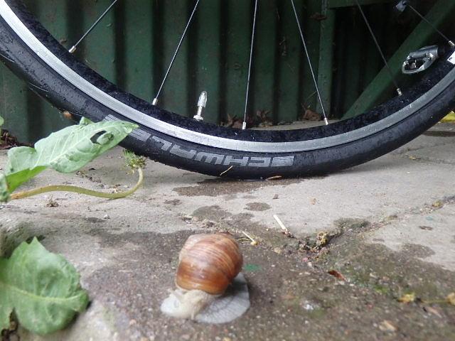 Mój Totem na dziś (Brevet 400)