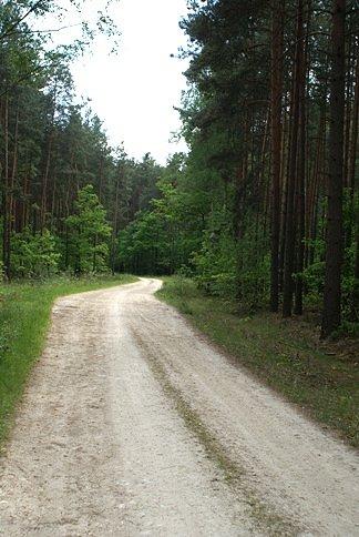 Fantastyczna ścieżka przez las łącząca Unewel z Wąwałem