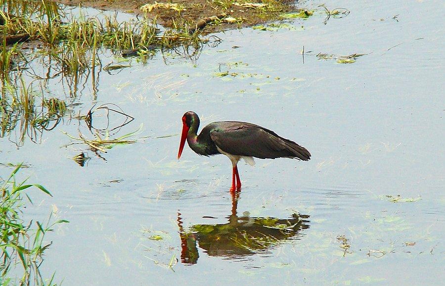 Bocian czarny (ciconia nigra)