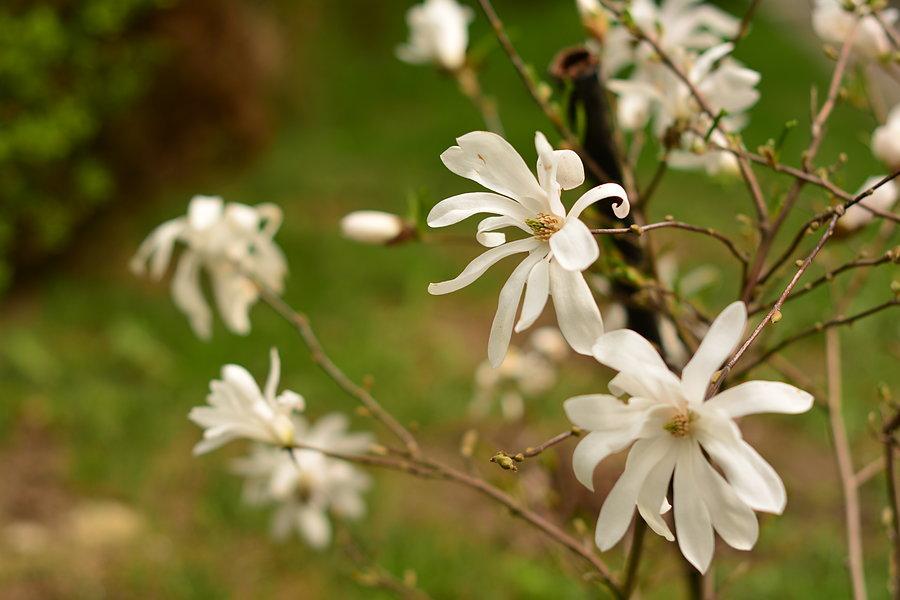 Magnolia w rozkwicie