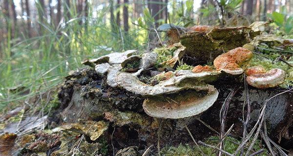 Lakownica spłaszczona (Ganoderma applanatum)