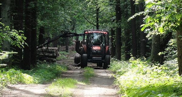 Prace leśne na zielonym szlau turystycznym