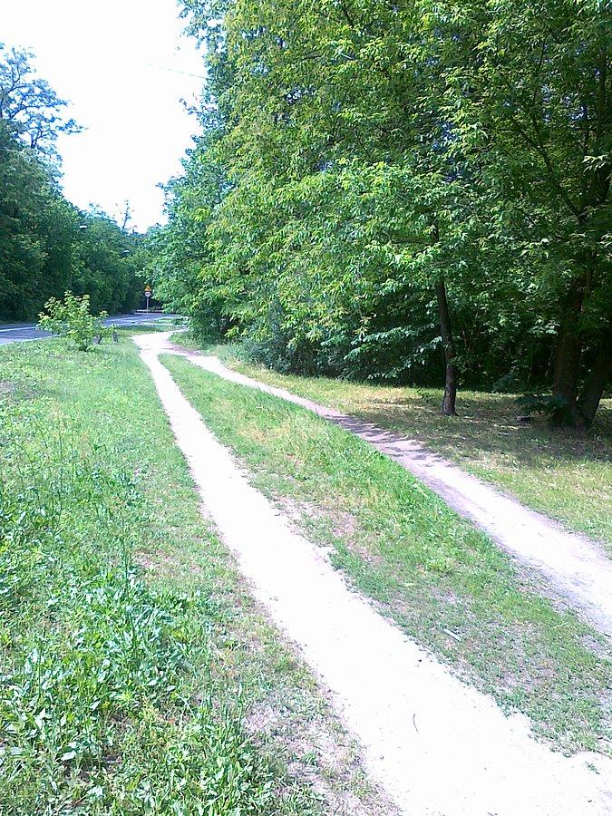 Leśna ddr przechodzi w polną