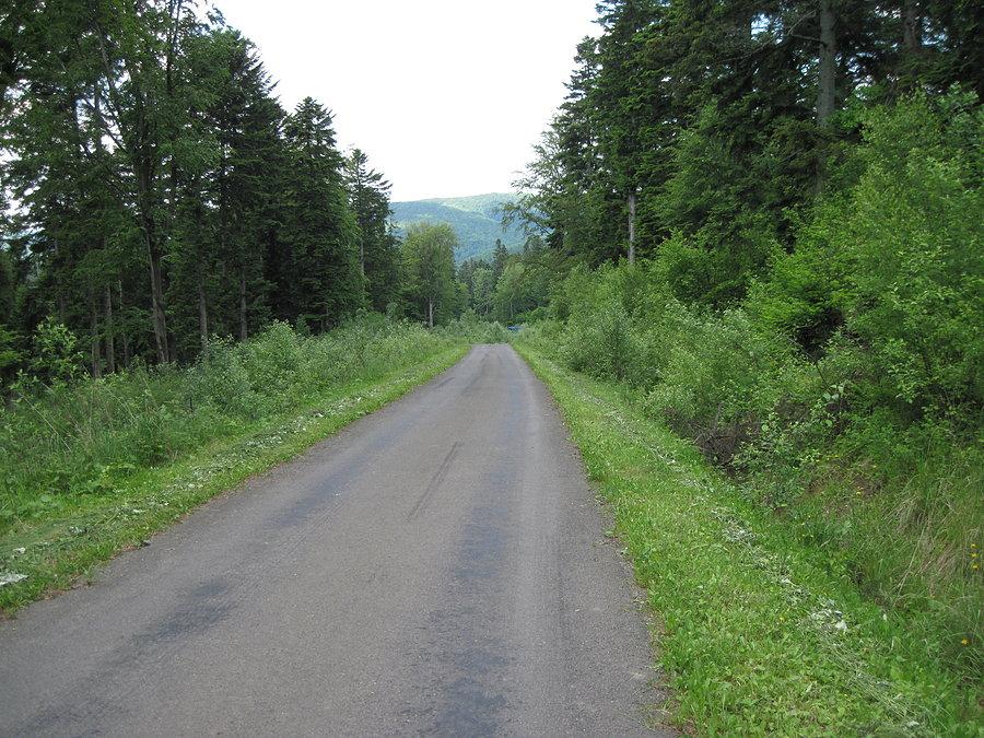 Leśna droga Wisłoczek Deszno