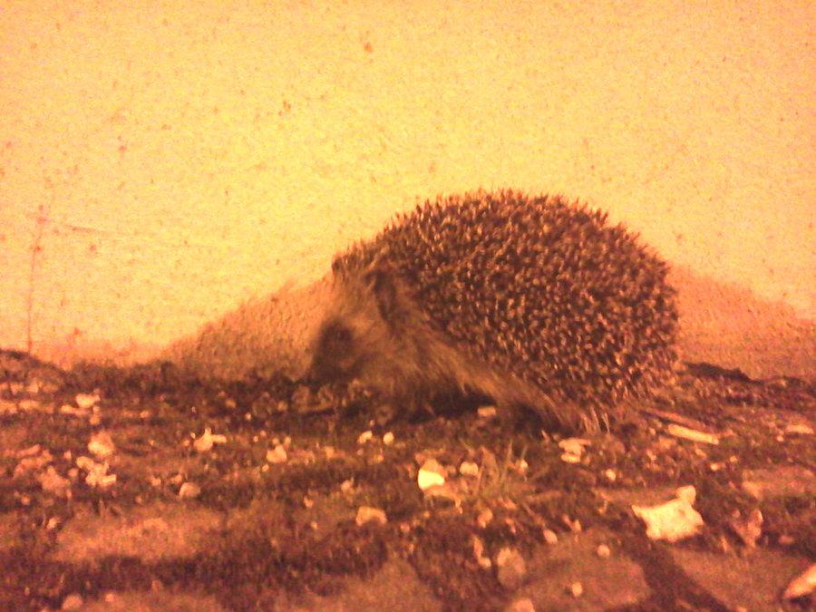 Nocny gość
