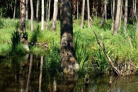 Widok z mostku nad Giełzówką