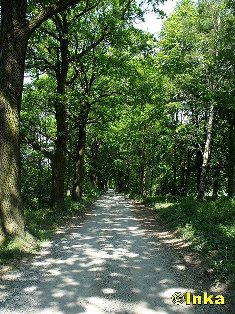 Dęby na drodze do Pszczyny