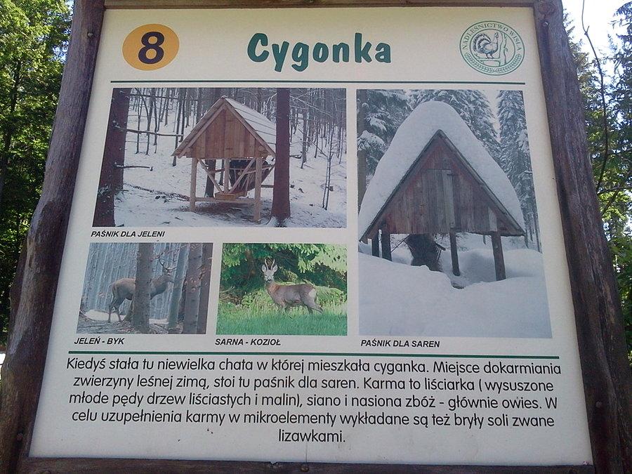 Nie zeżarł ich żodyn dziki zwiyrz