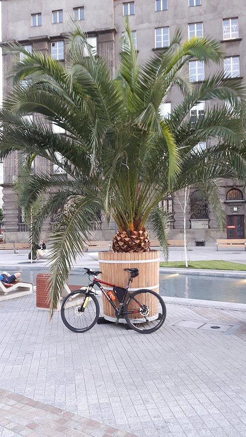 Rower pod palmą