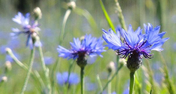 Chaber bławatek (Centaurea cyanus)