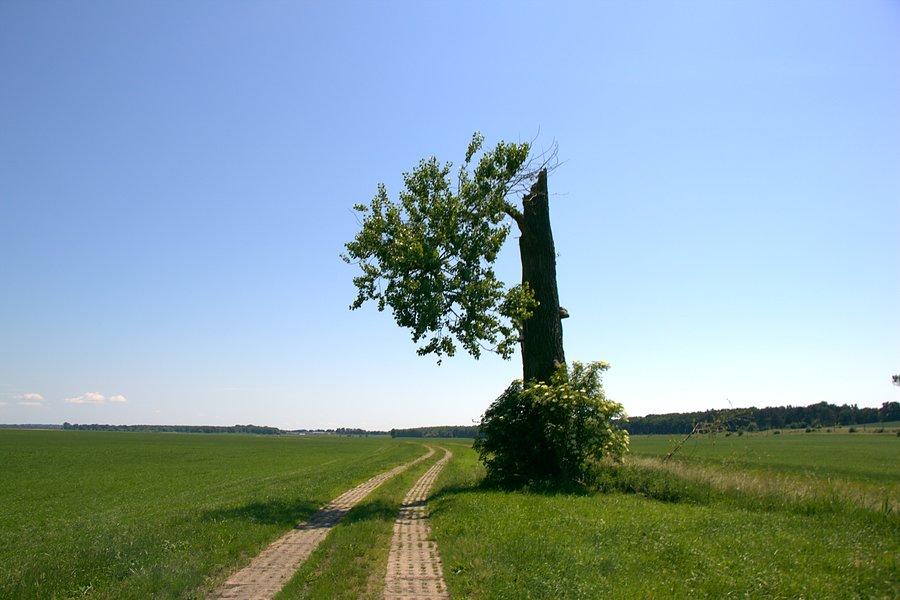 Przez łąki wzdłuż kanału Rzeplińskiego