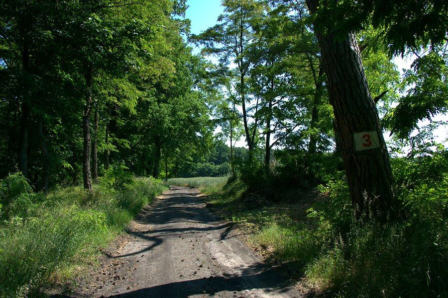 I dalej drogą pożarową nr 3