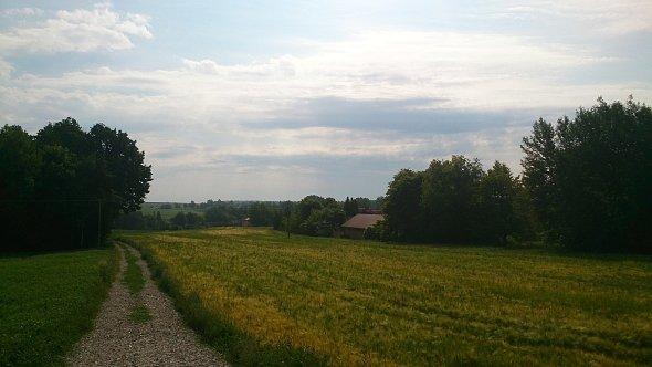 Pola w Iżycach