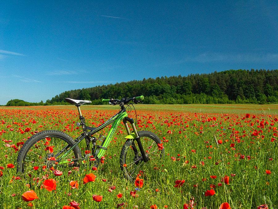 Pod Grodziskiem pole maków
