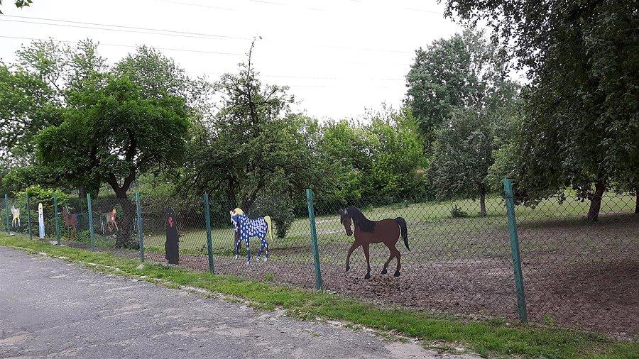 Koniki do oglądania