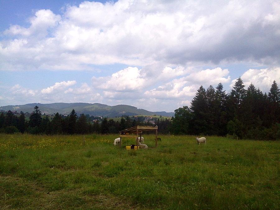 Owieczki