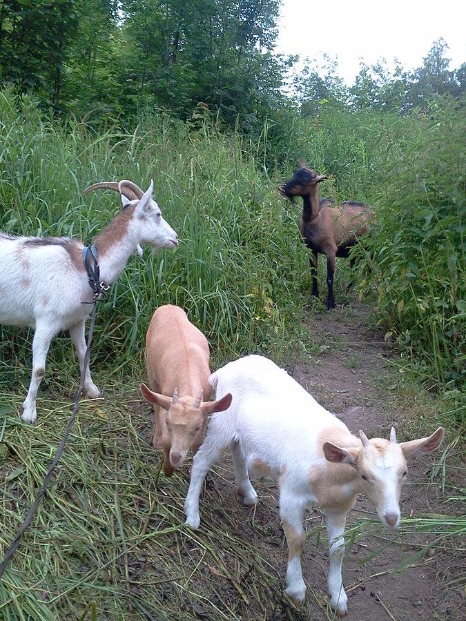 Kozy w dolinie Burni