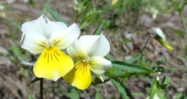 Fiołek trójbarwny (Viola tricolor)