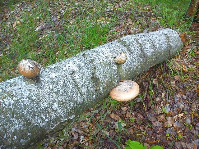 Huba na powalonej brzozie.rozkłada