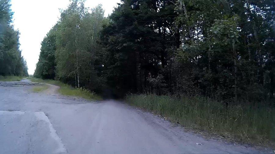 Leśne ścieżki