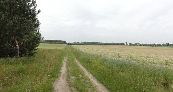 Pieszym czerwonym szlakiem turystycznym z Krzyczewa do Nepli