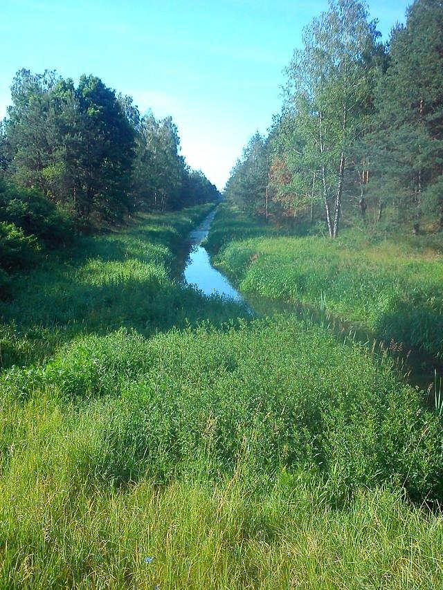 Kanał Zieliny odwadndiający moczary pomiędzy Sułkowicami a Gabryelinem